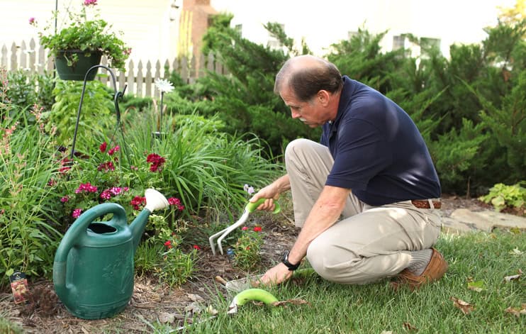 Senior man gardening in his backyard garden