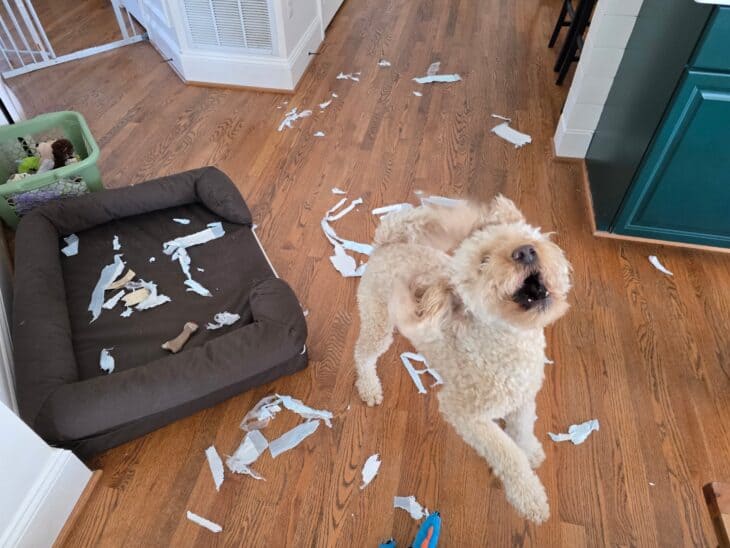 dog running around after making a mess